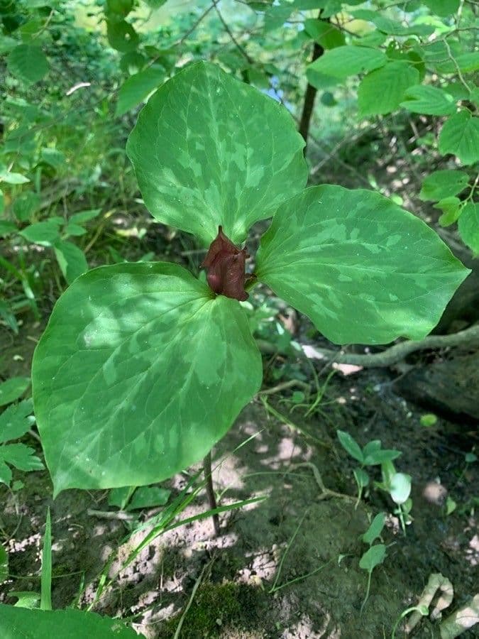Trillio verde 2