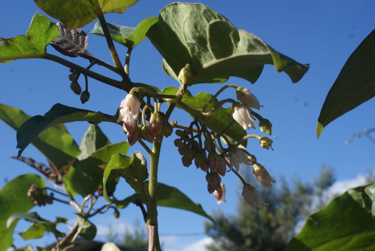 Baumtomate 6