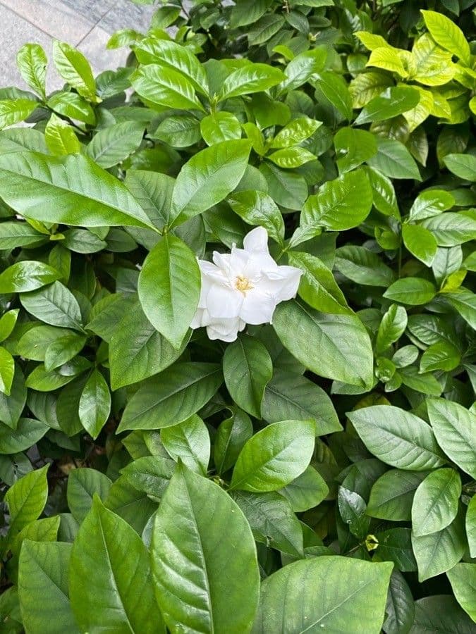 Gardenia 5