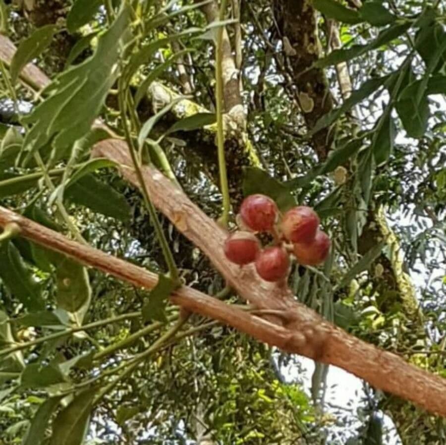 Cabralea canjerana
