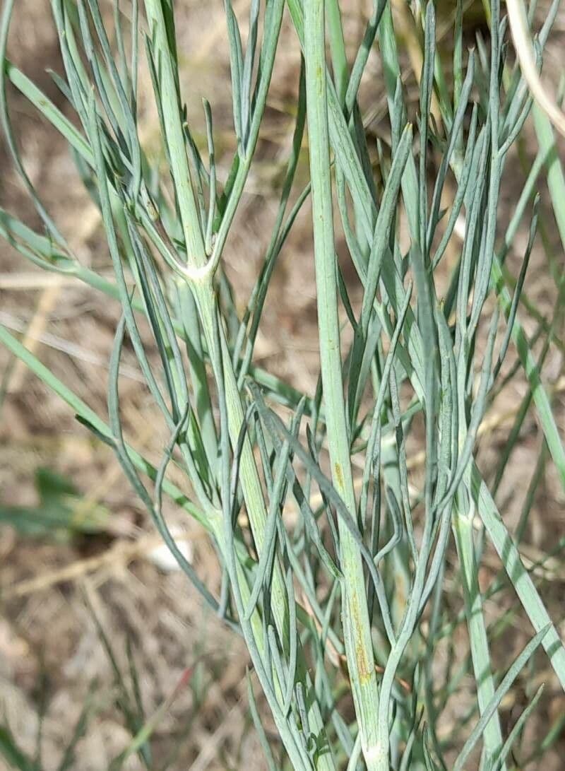 Thelesperma 14