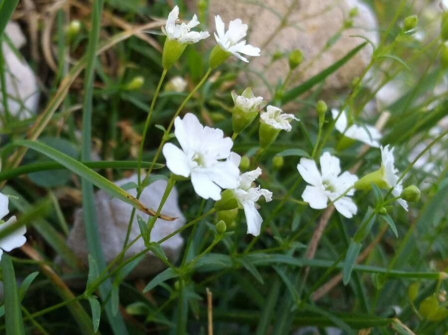 Silene pusilla 2