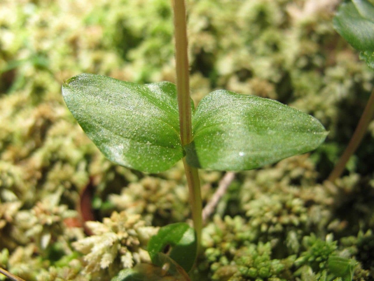 Lesser twayblade 16