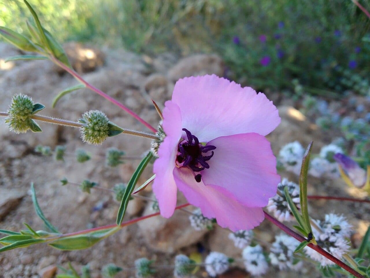 Calochortus splendens 3