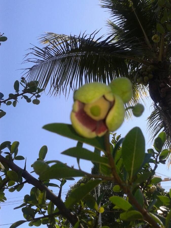 Annona 6