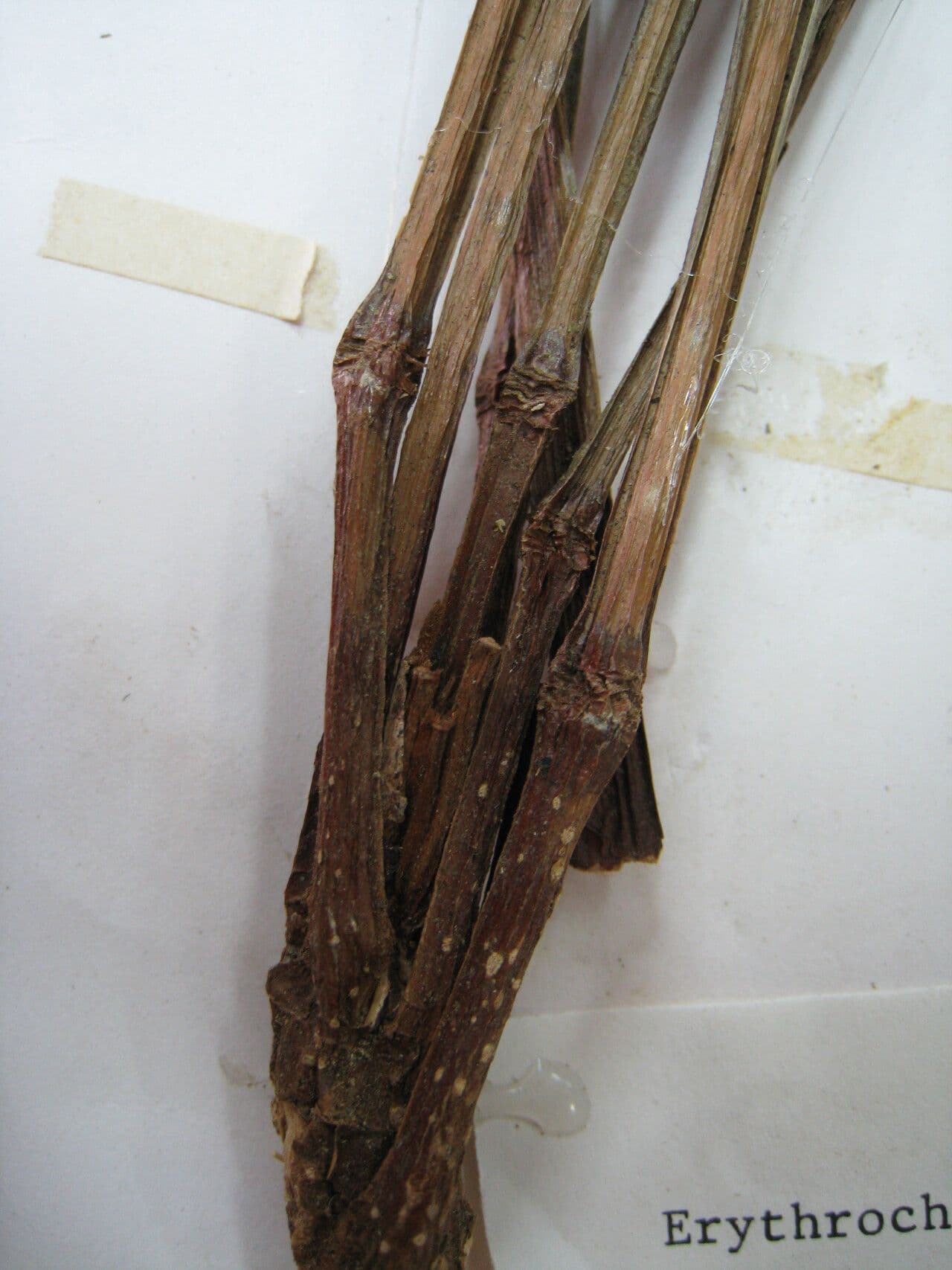 Erythrochiton 5