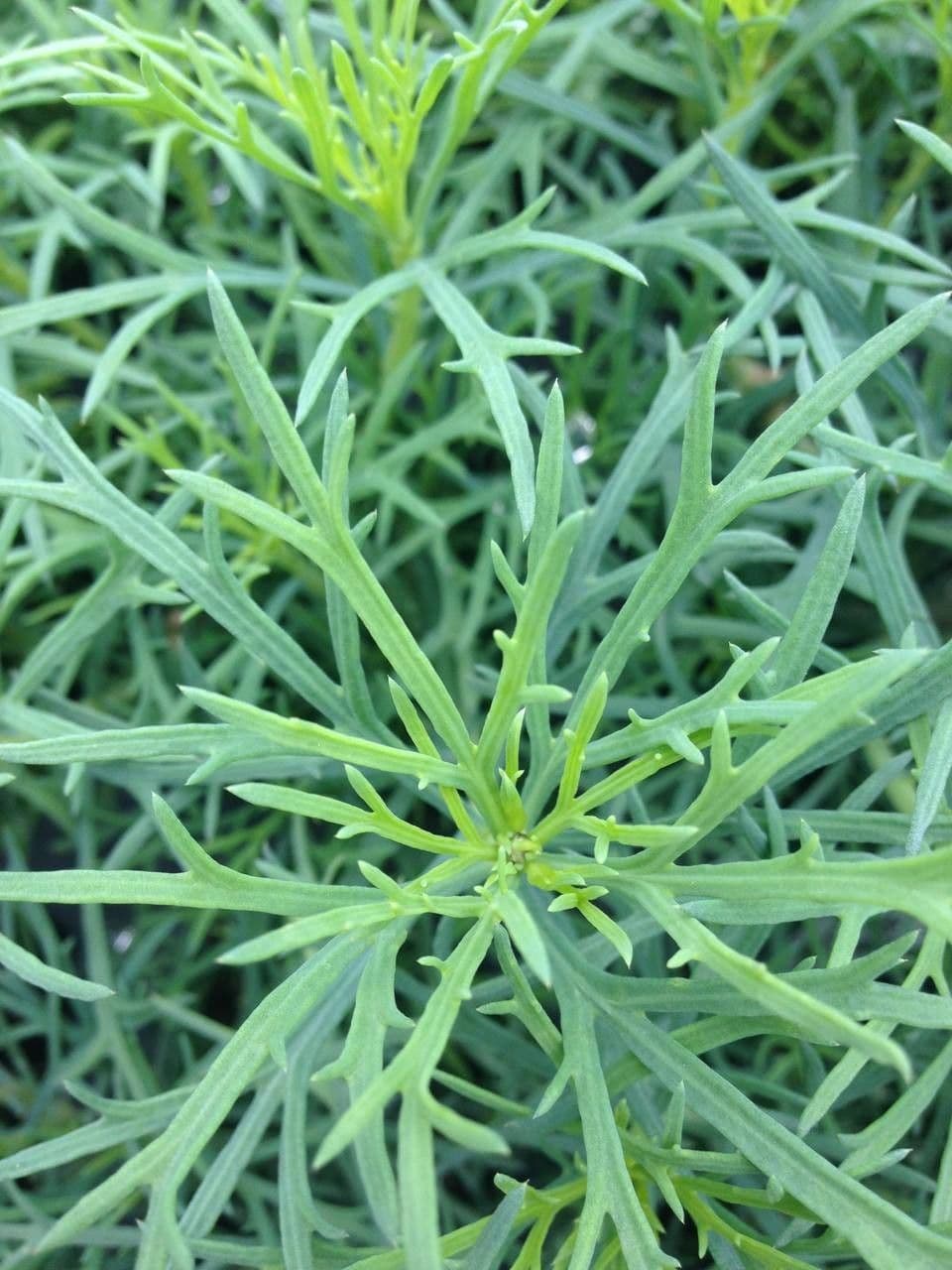 Argyranthemum 13