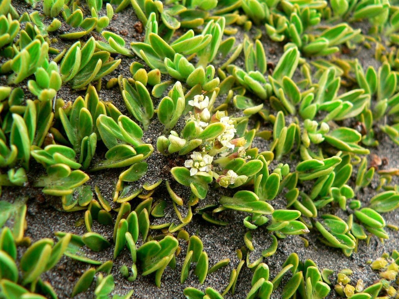 Azorella 9