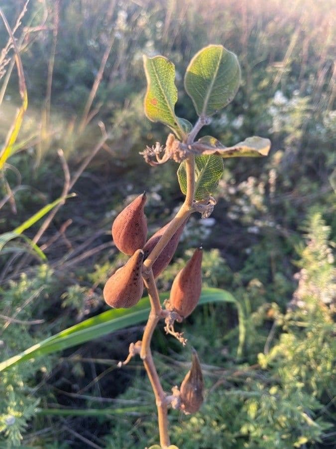 Asclépiade à fleurs vertes 5