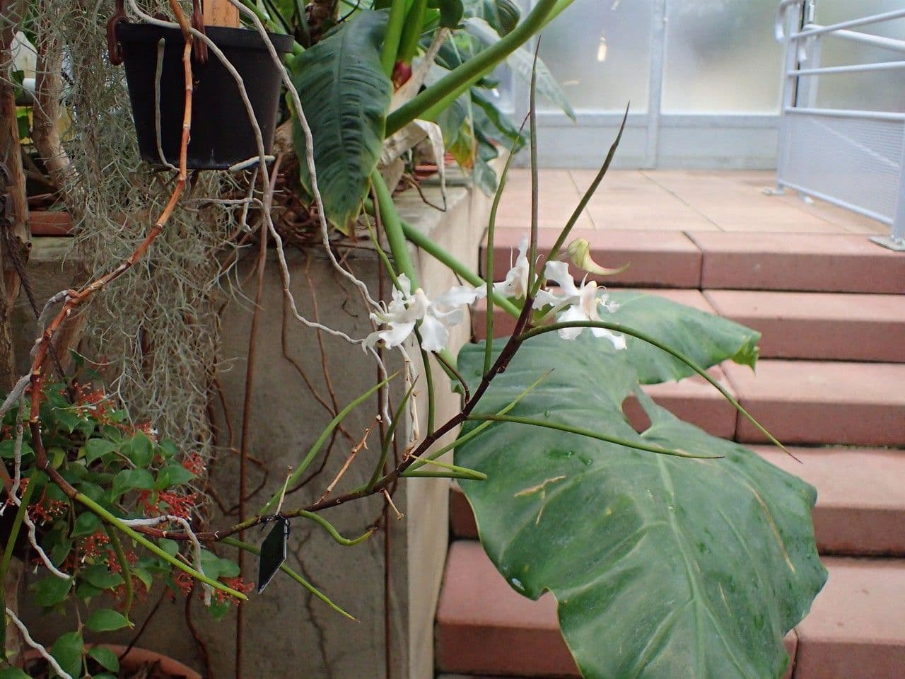Papilionanthe 6