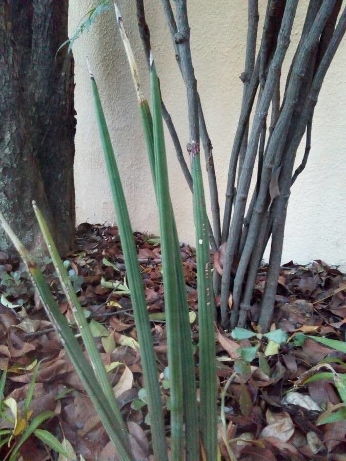 Manaca 26