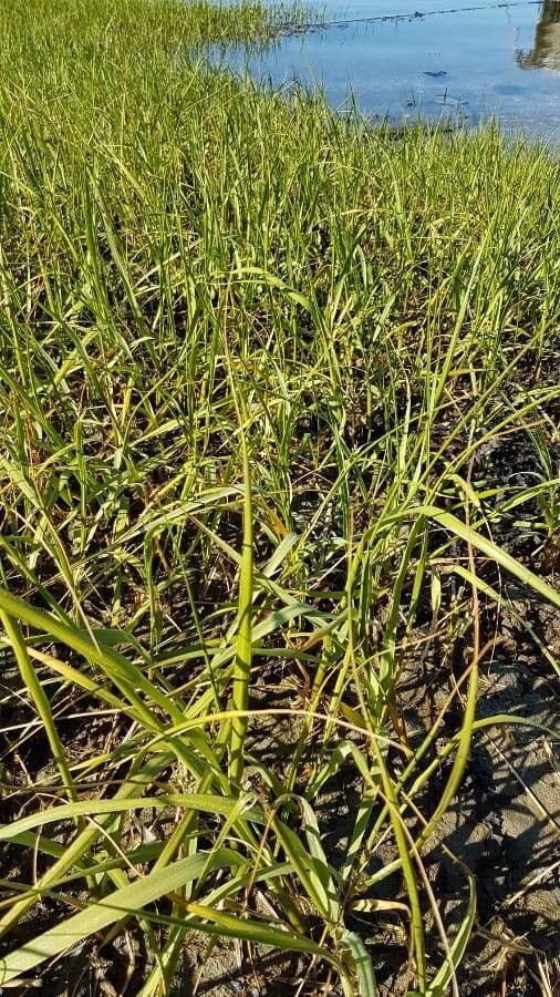 Smooth cordgrass 17