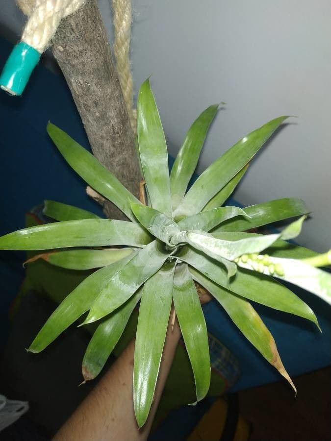 Catopsis sessiliflora 19