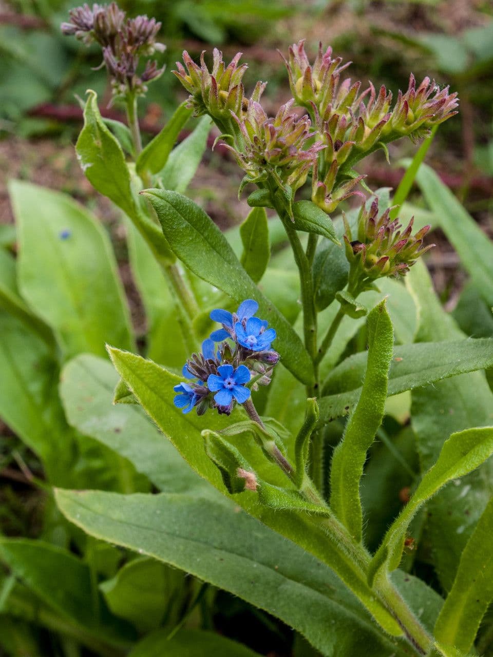 Cynoglottis barrelieri 9