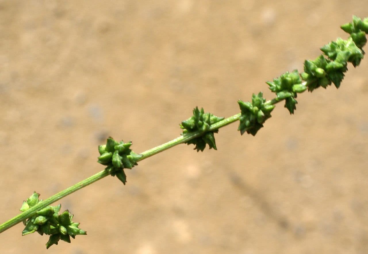 Atreplice erba-corona