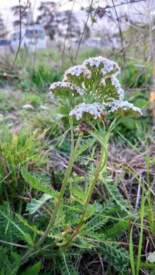 Achillea odorata 9