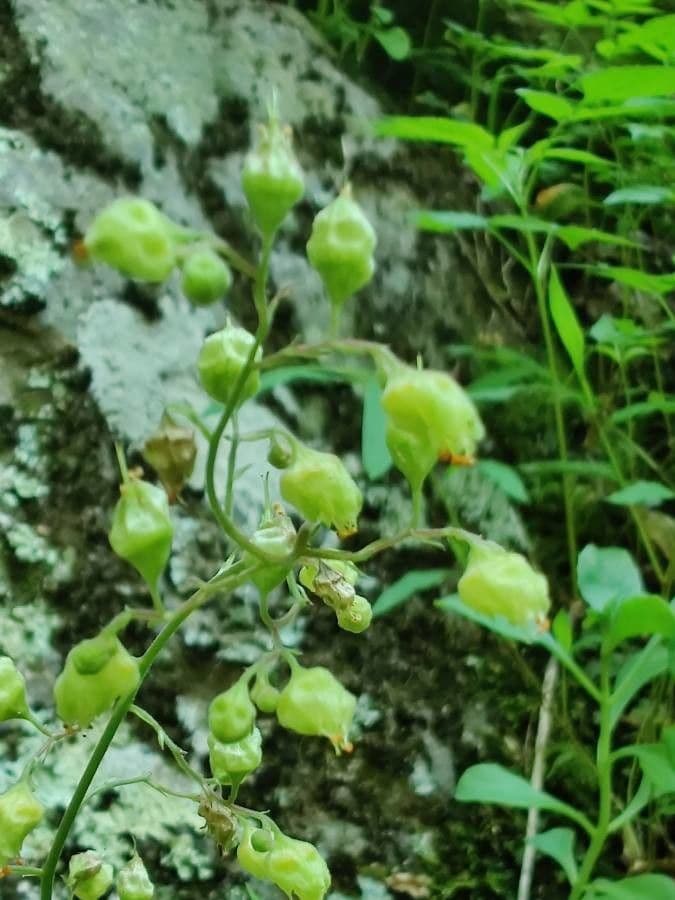 Purpurglöckchen 8