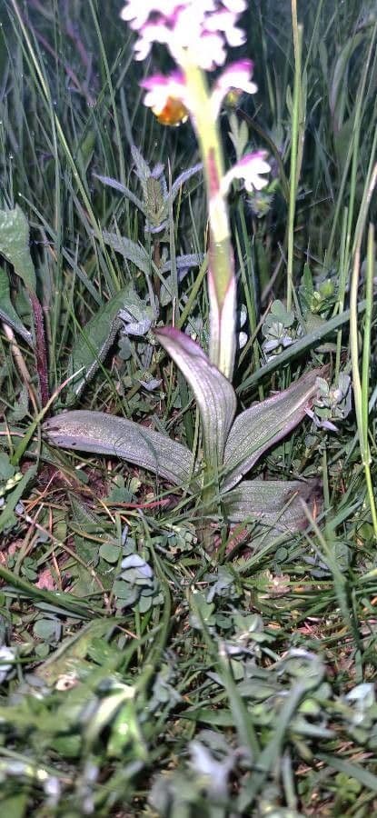 Orchide bruciacchiata 17