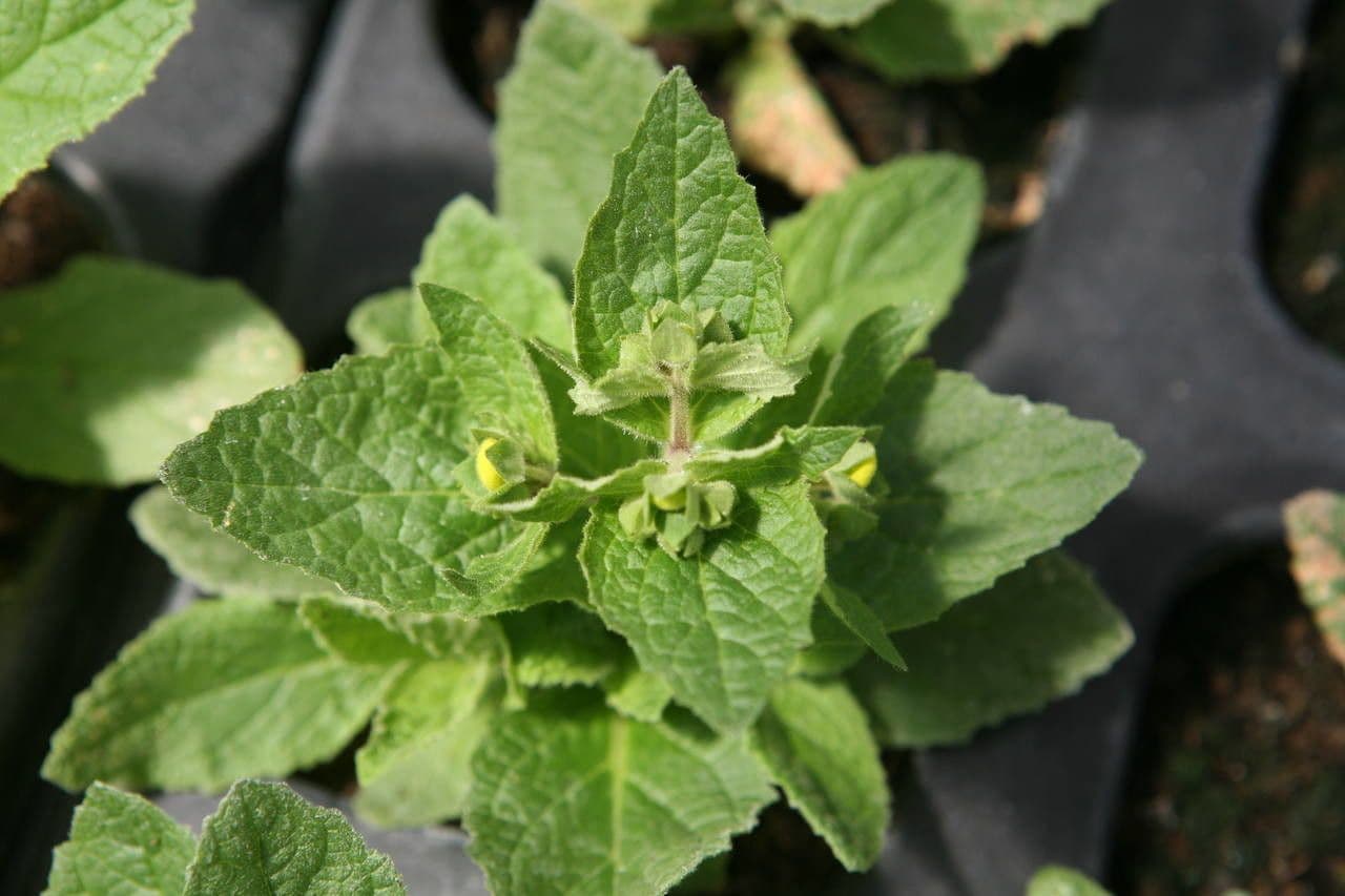 Calceolaria 17