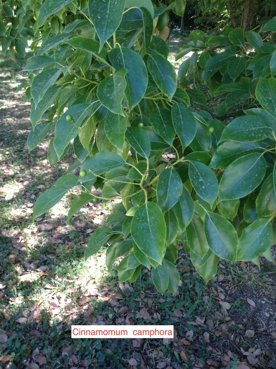 Kampur-Lorbeer 28