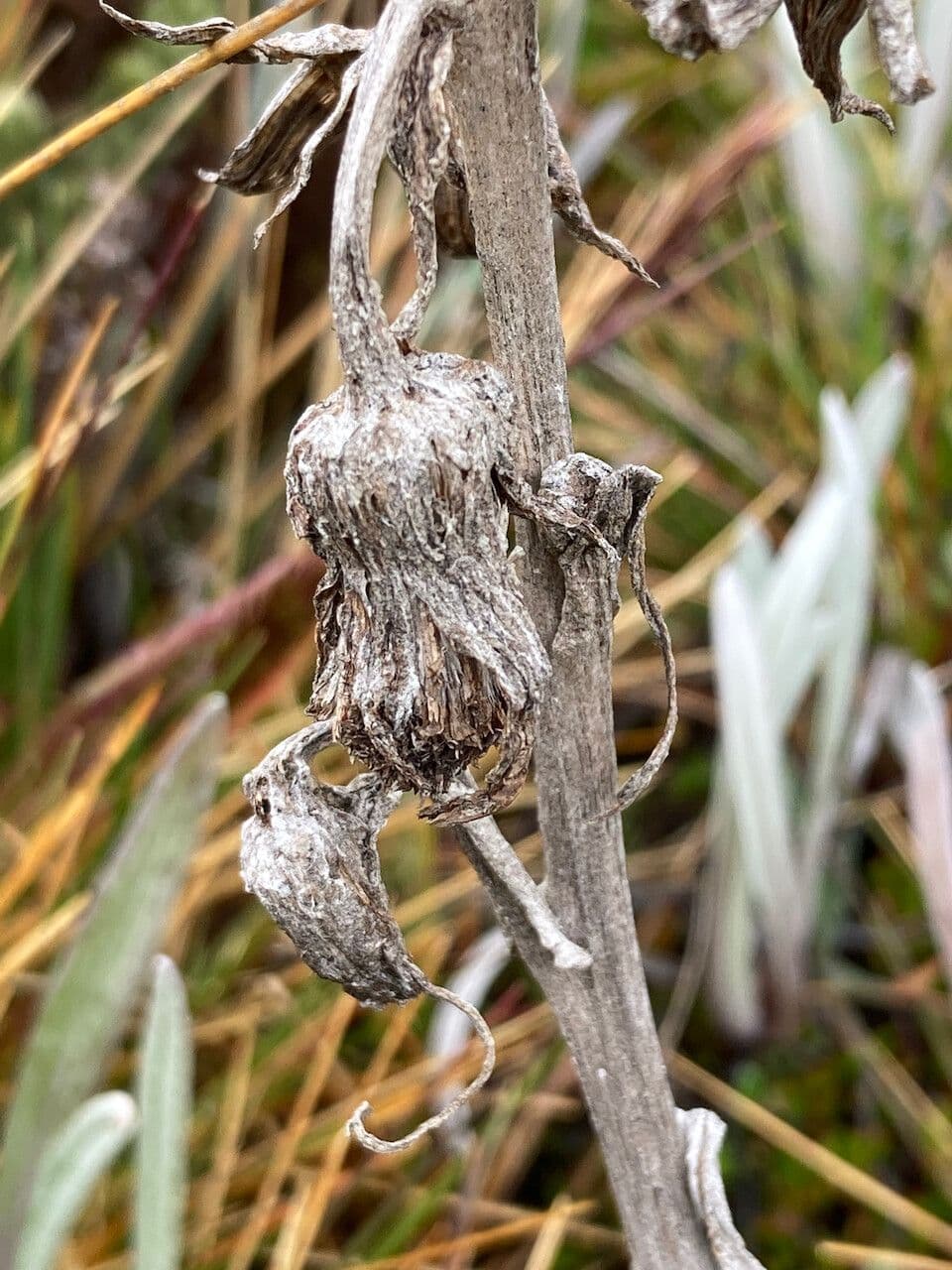 Senecio 3