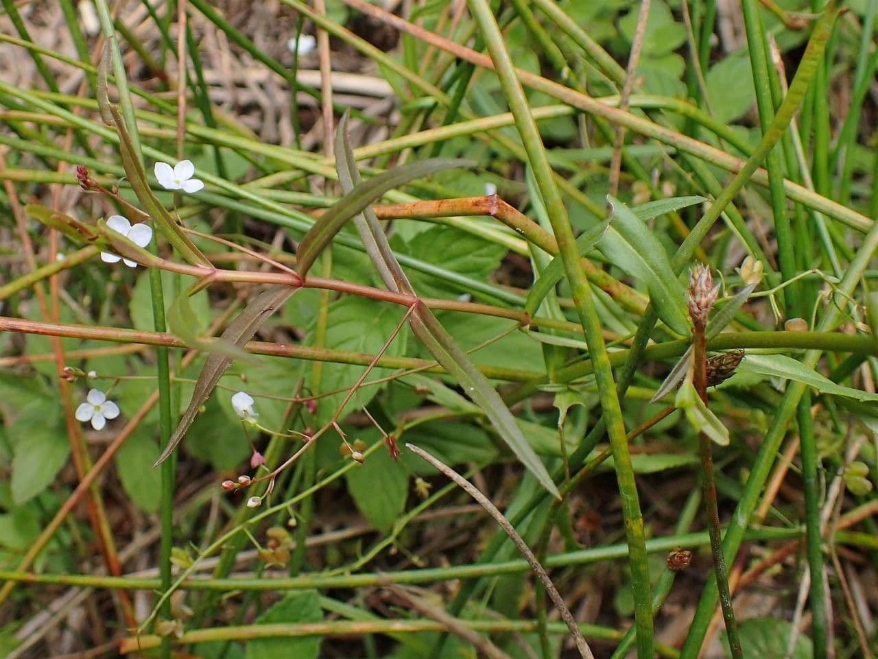 Veronica scudata 11