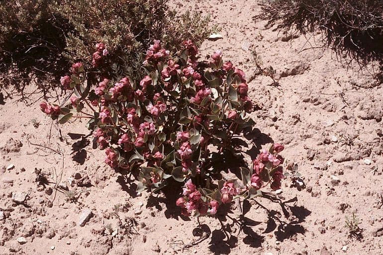 Mirabilis alata 6