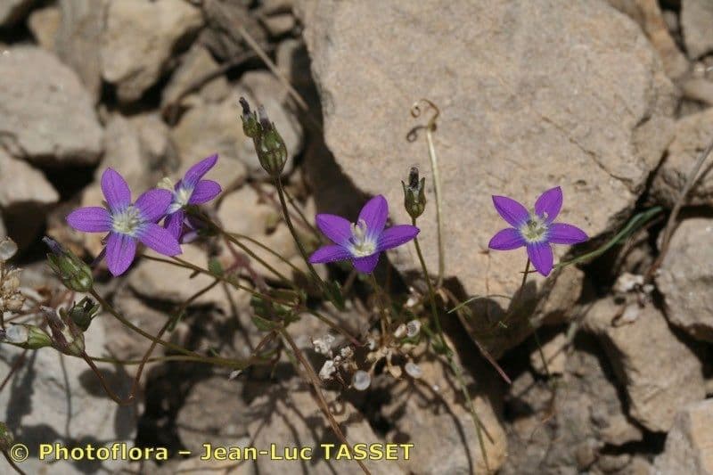 Campanula decumbente 7