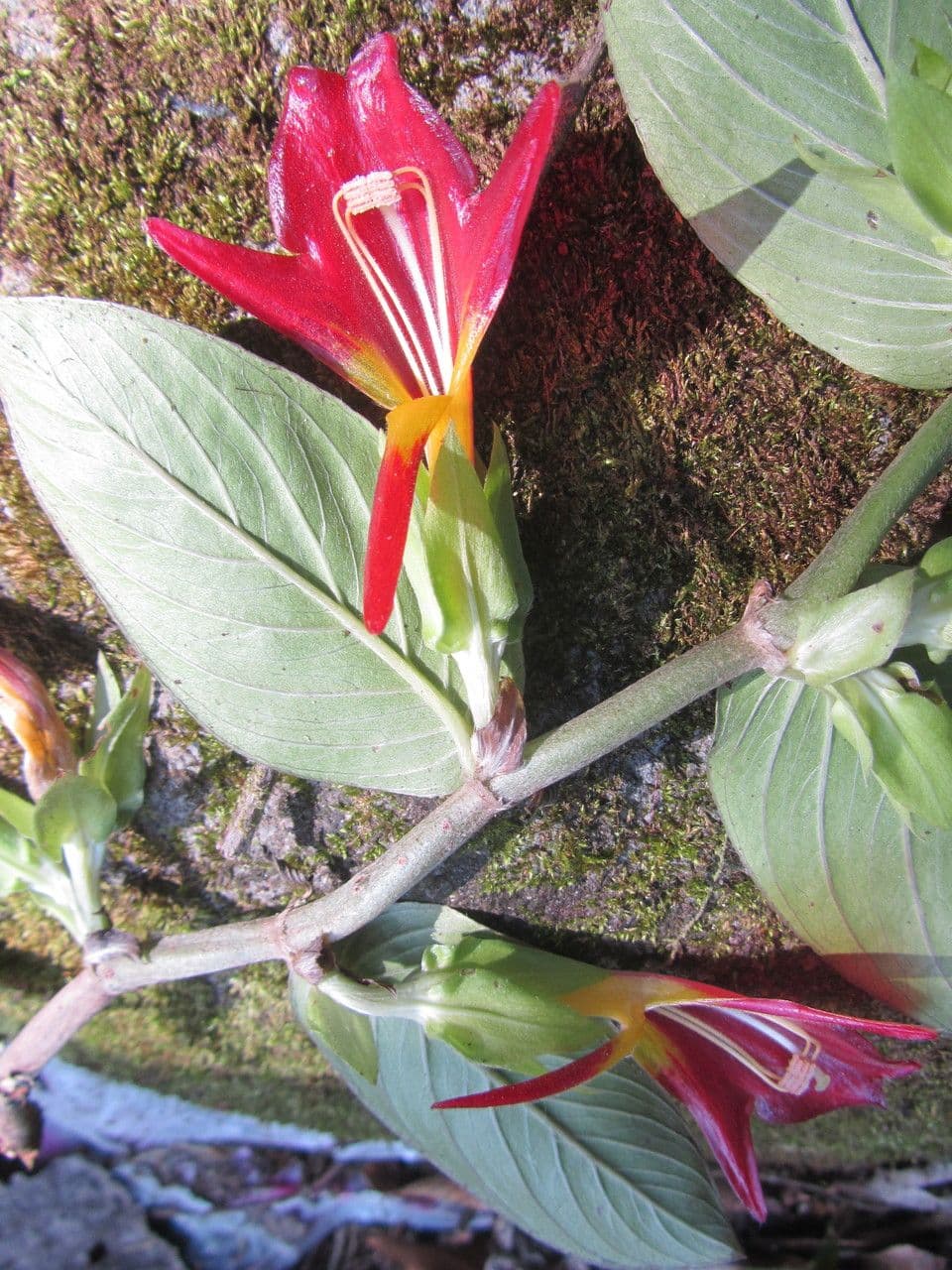 Columnea nicaraguense 6
