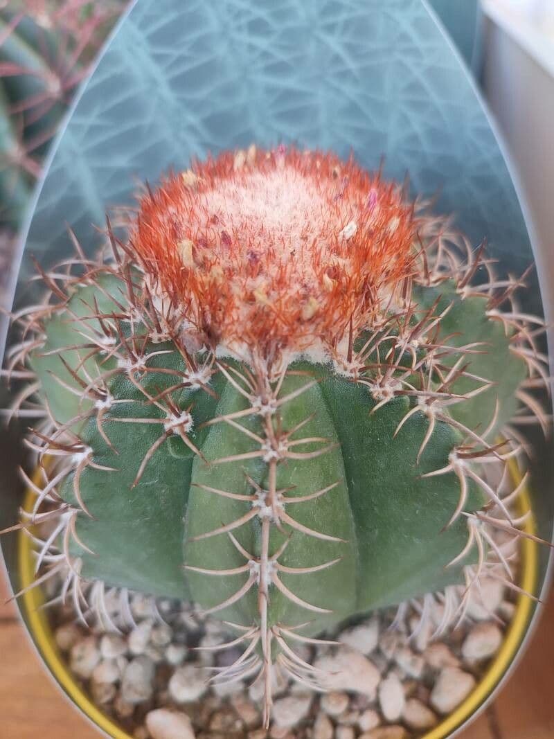 Melocactus nain 15