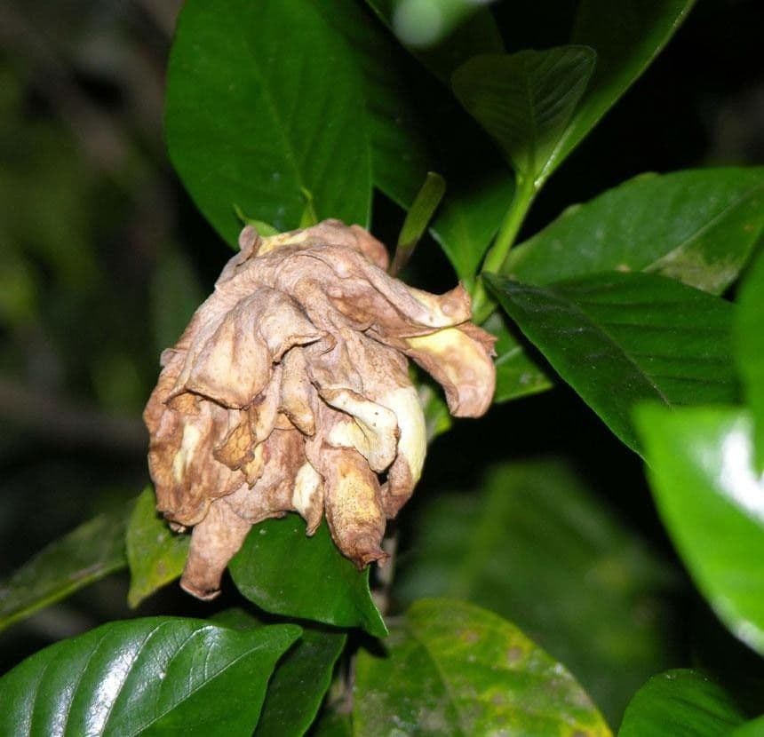 Gardenia 2