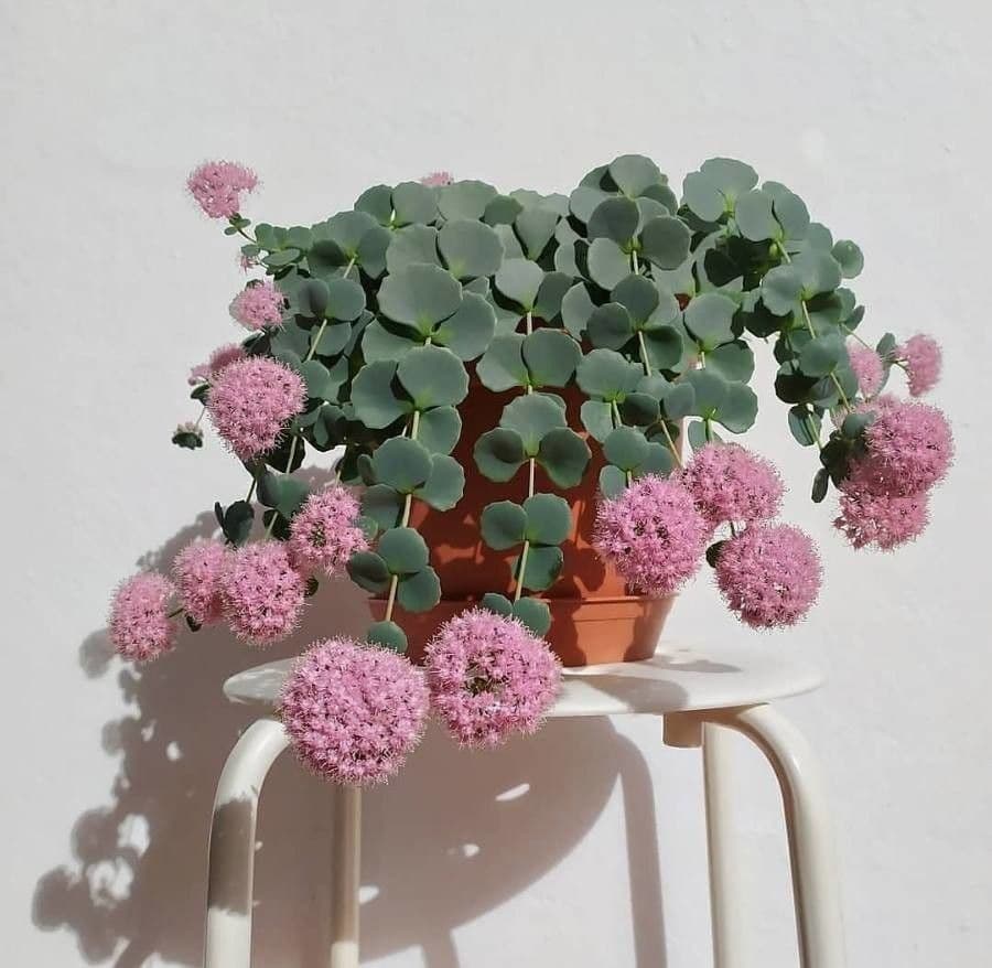 Sedum di Siebold 5