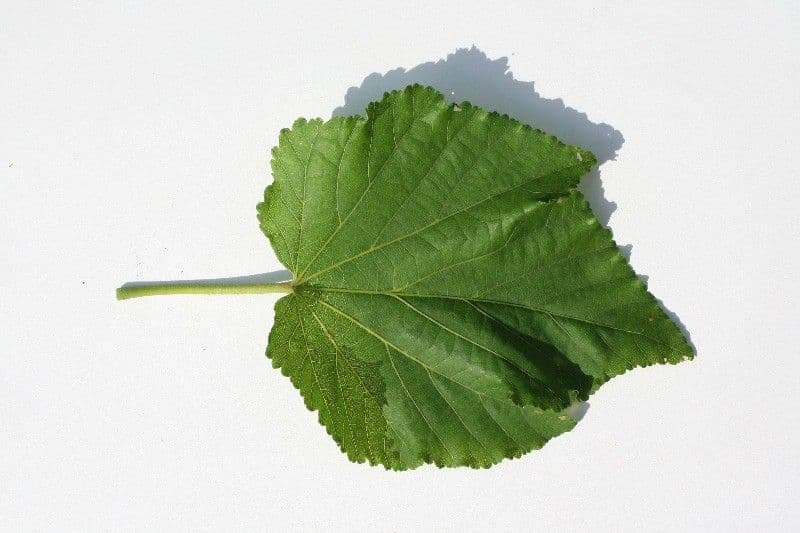 Dombeya 27