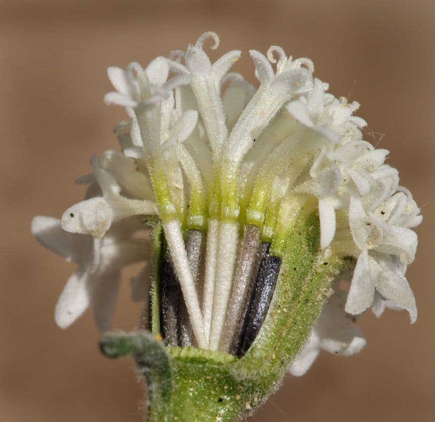 Chaenactis 3