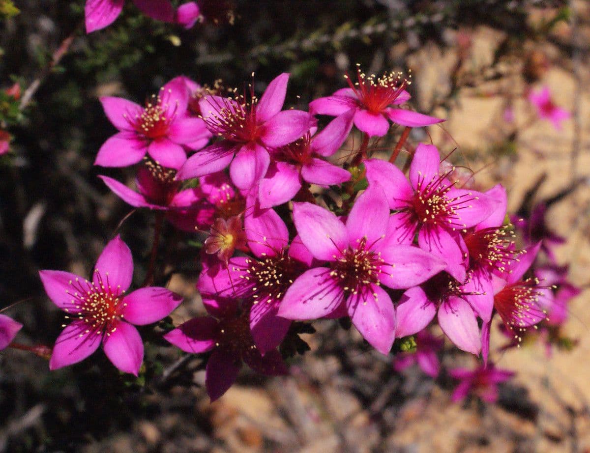 Calytrix