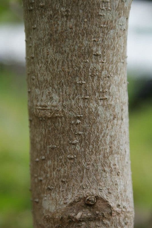 Schmalblättrige Olive 18