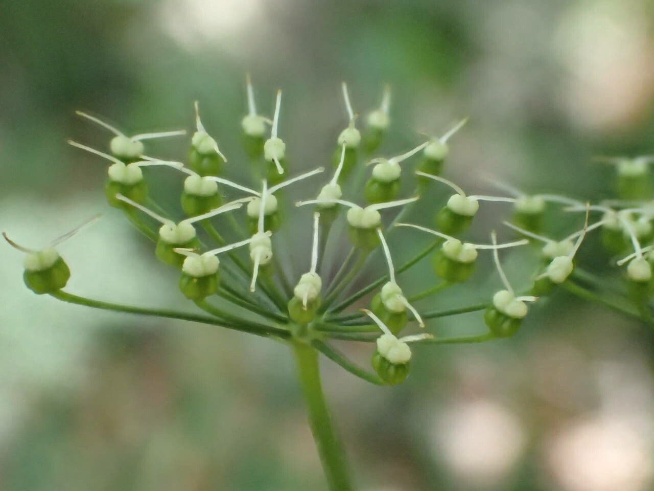 Große Bibernelle 5