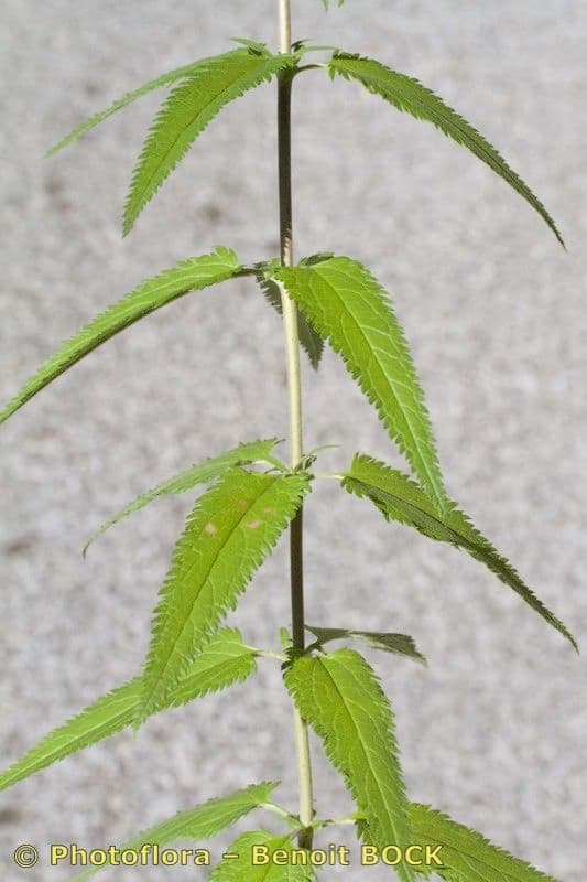 Verónica de hoja larga 28