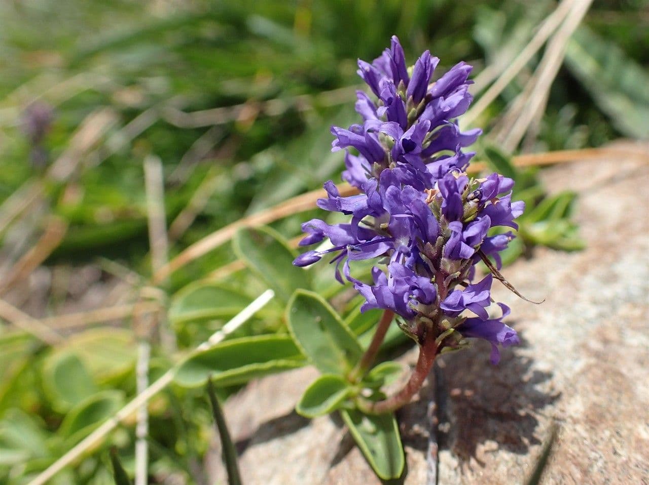 Veronica allionii 8