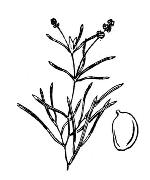 Brasca minima 18