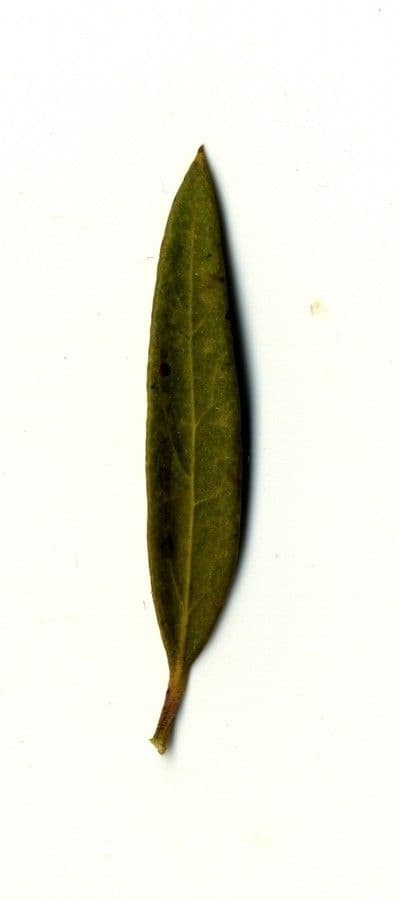 Schmalblättrige Steinlinde 27
