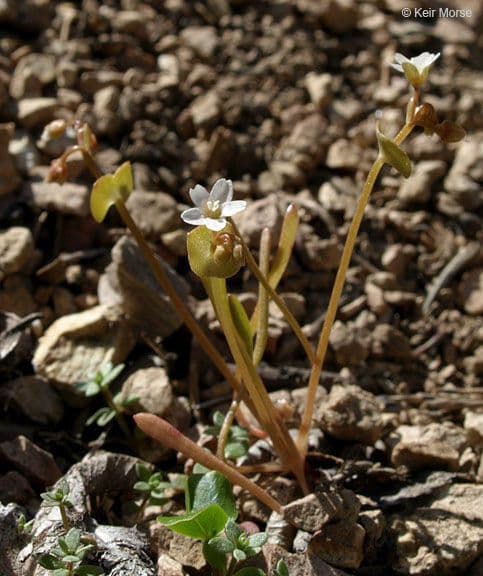 Claytonia parviflora 6