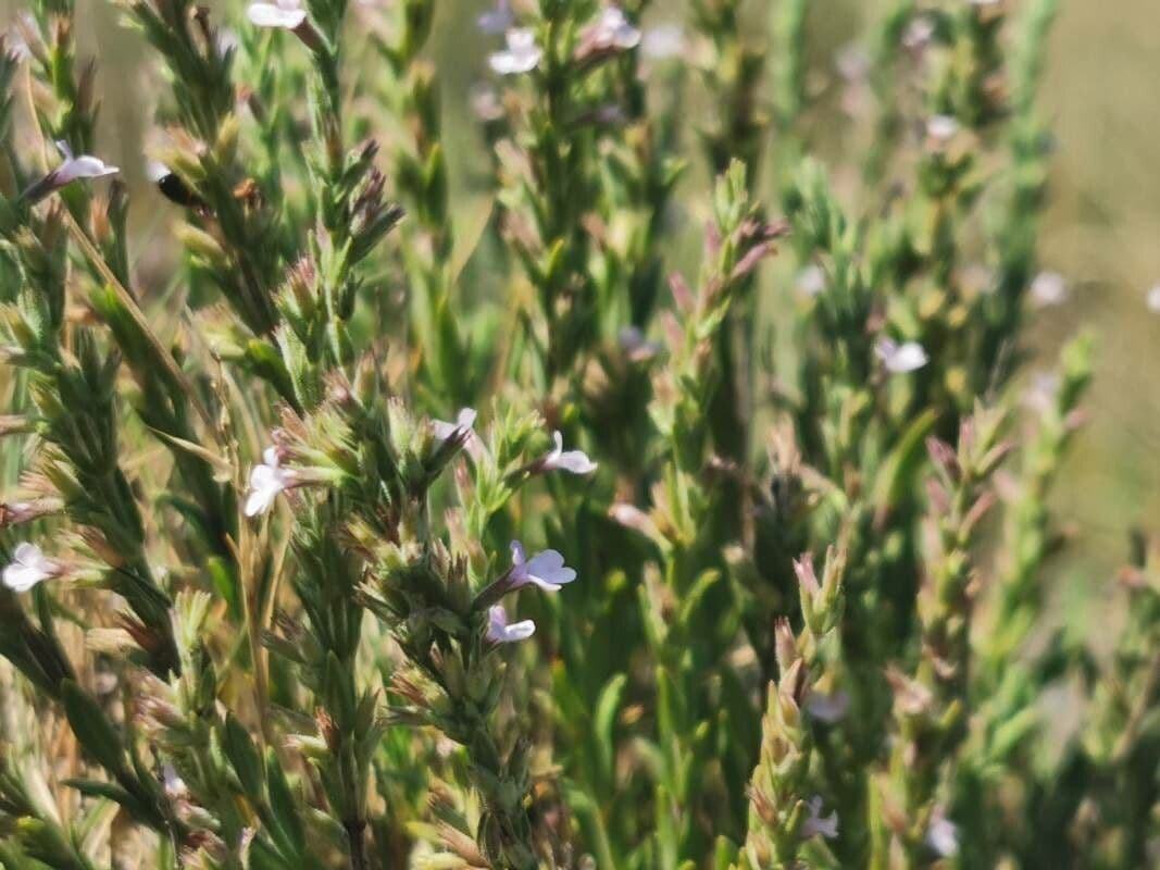 Savorella juliana 16