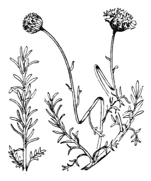 Rosmarinblättriges Santolin 29