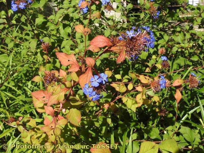 Ceratostigma 26
