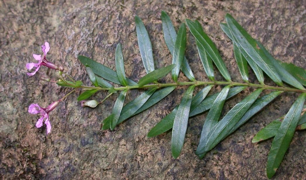 Cuphea utriculosa 7