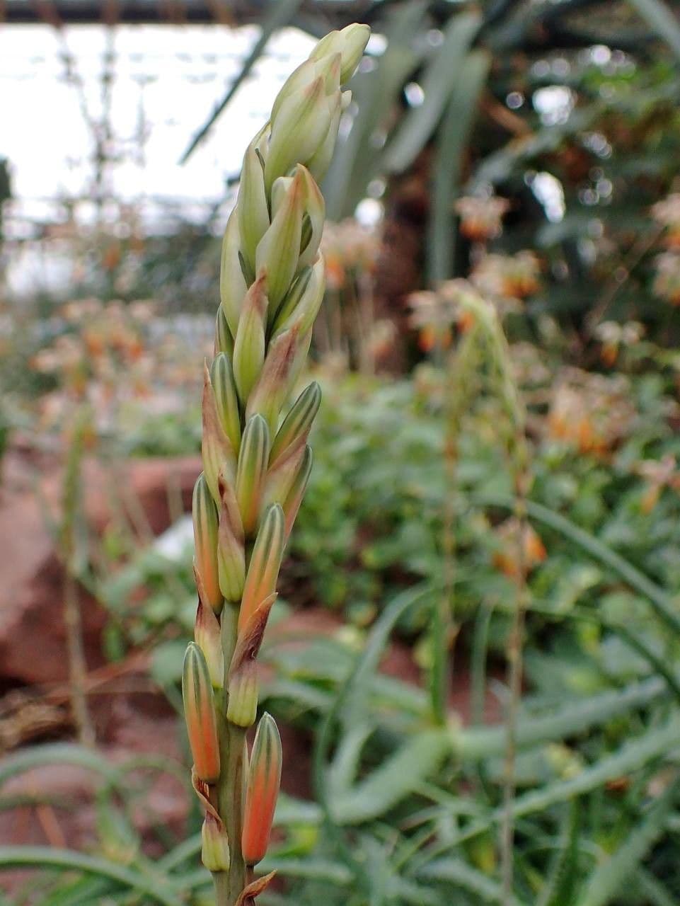 Aloe