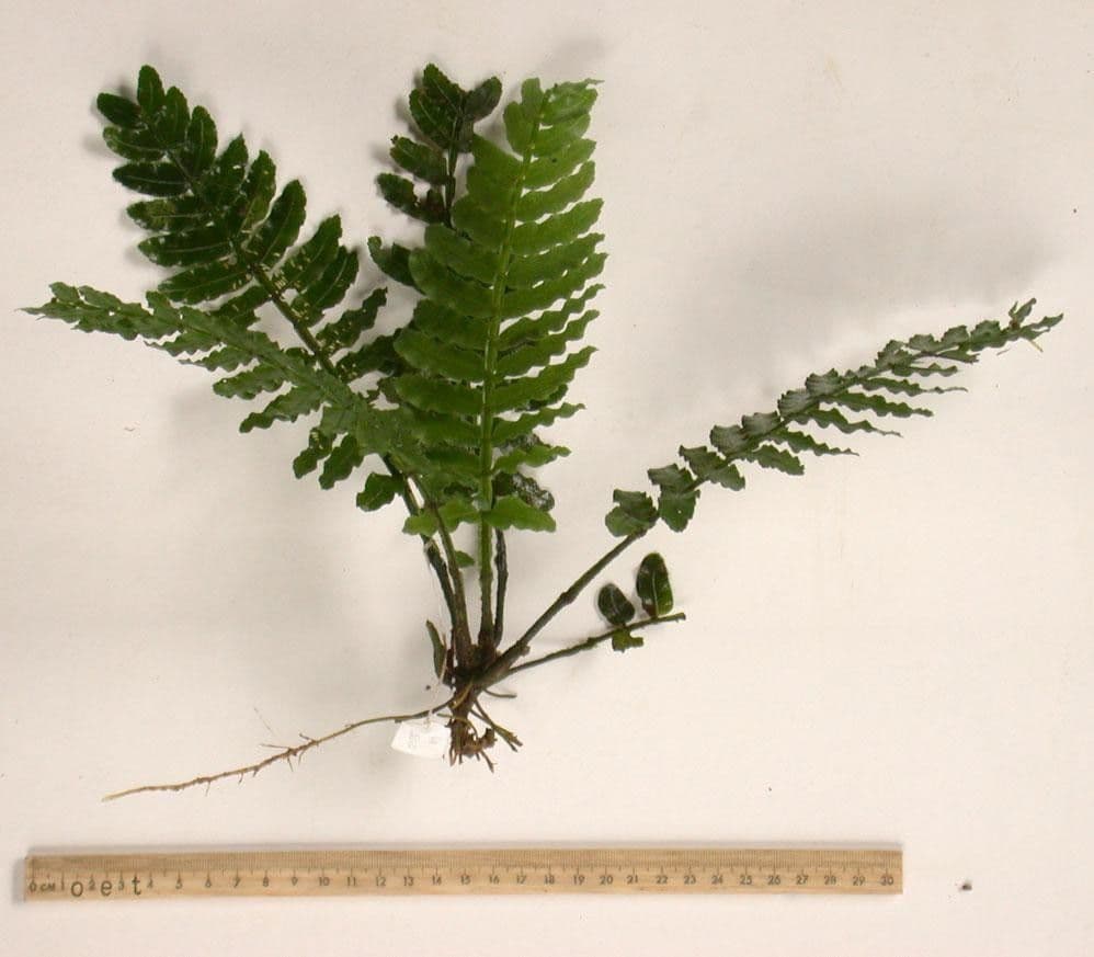 Danaea 10