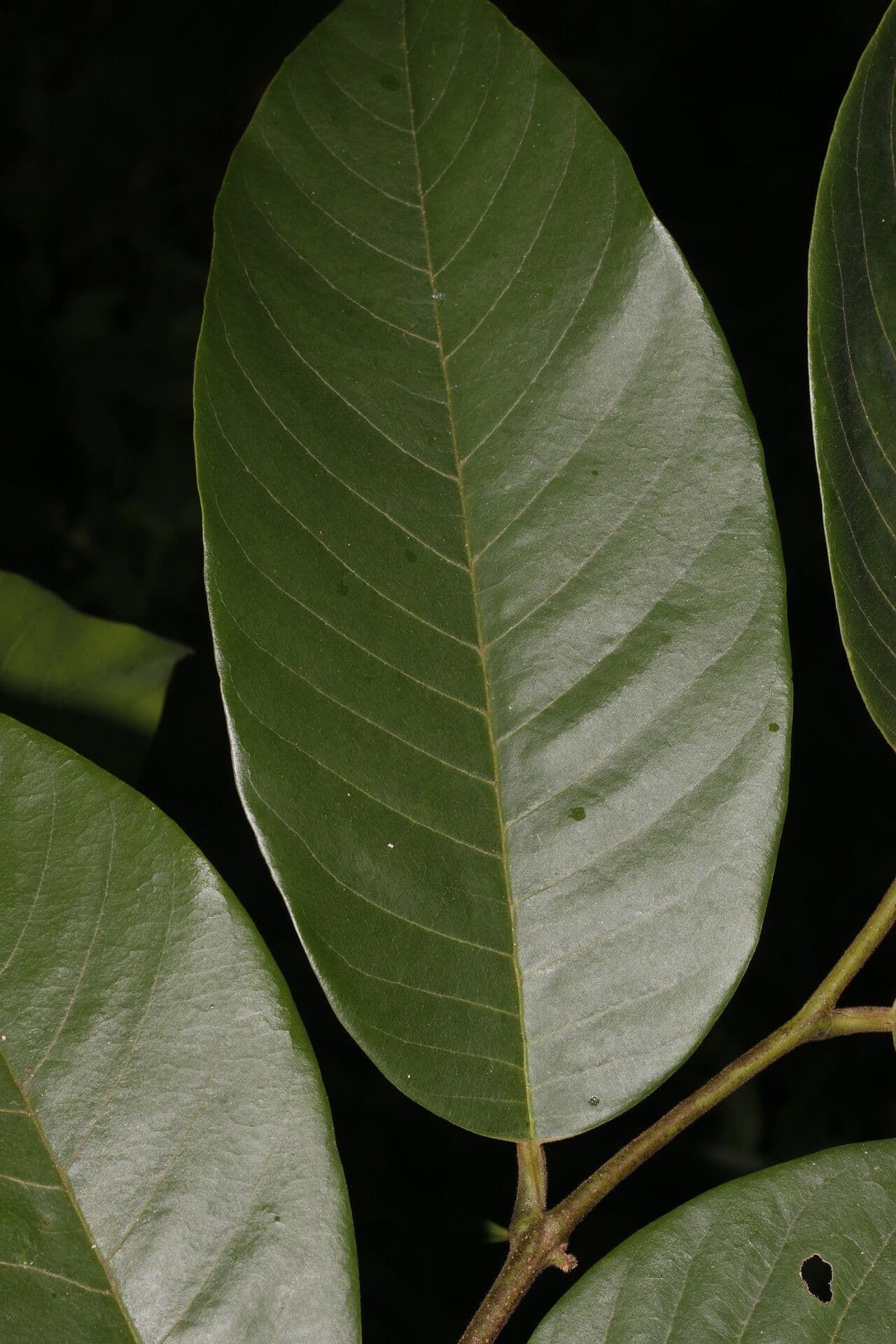 Annona 7