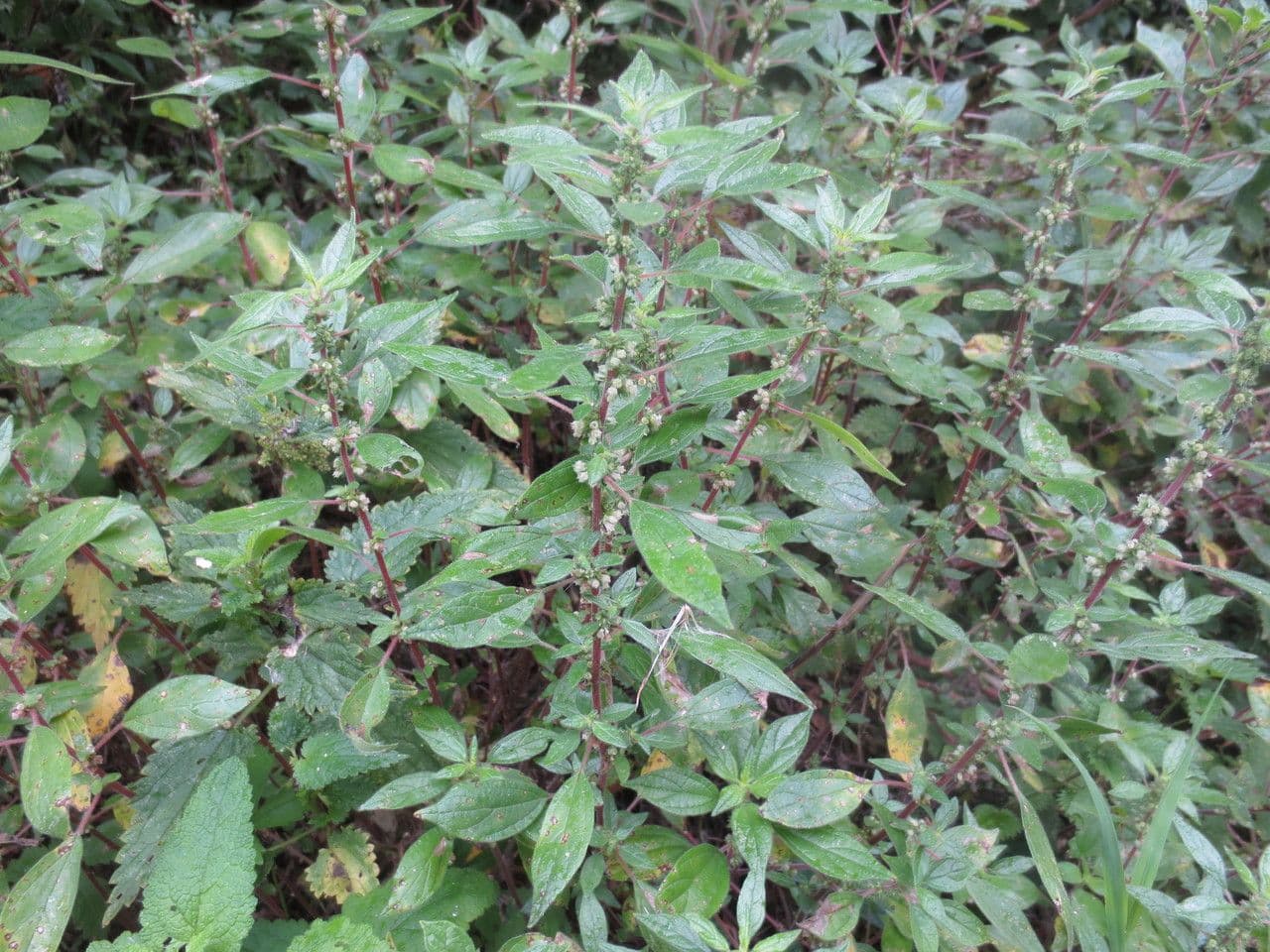 Sorrel